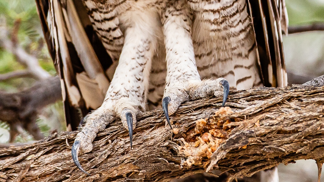 Owl feet