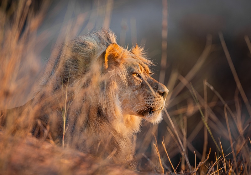 Male lion in the Kgalagadi