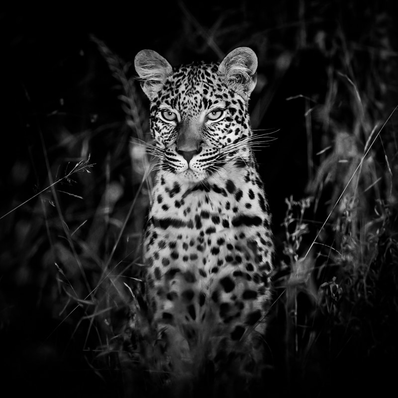 Female Leopard in Black and White